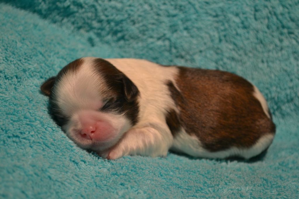 chiot Shih Tzu de Maidayha