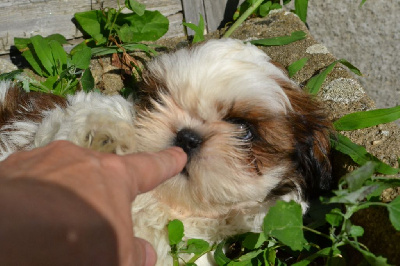 de Maidayha - Shih Tzu - Portée née le 20/05/2024