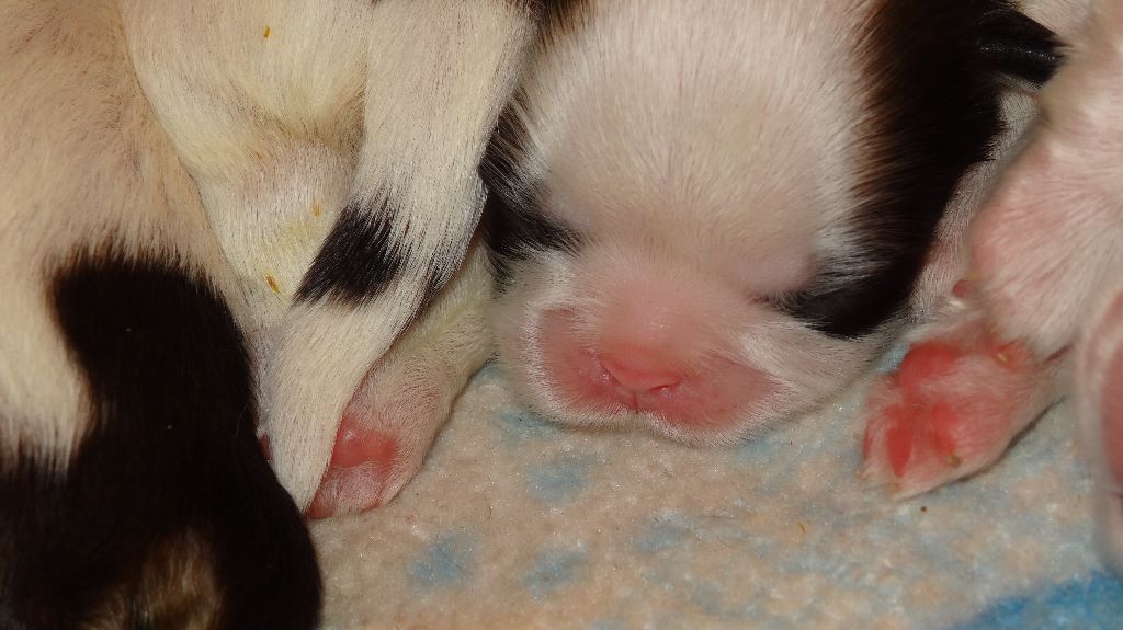 de Maidayha - Shih Tzu - Portée née le 28/12/2018