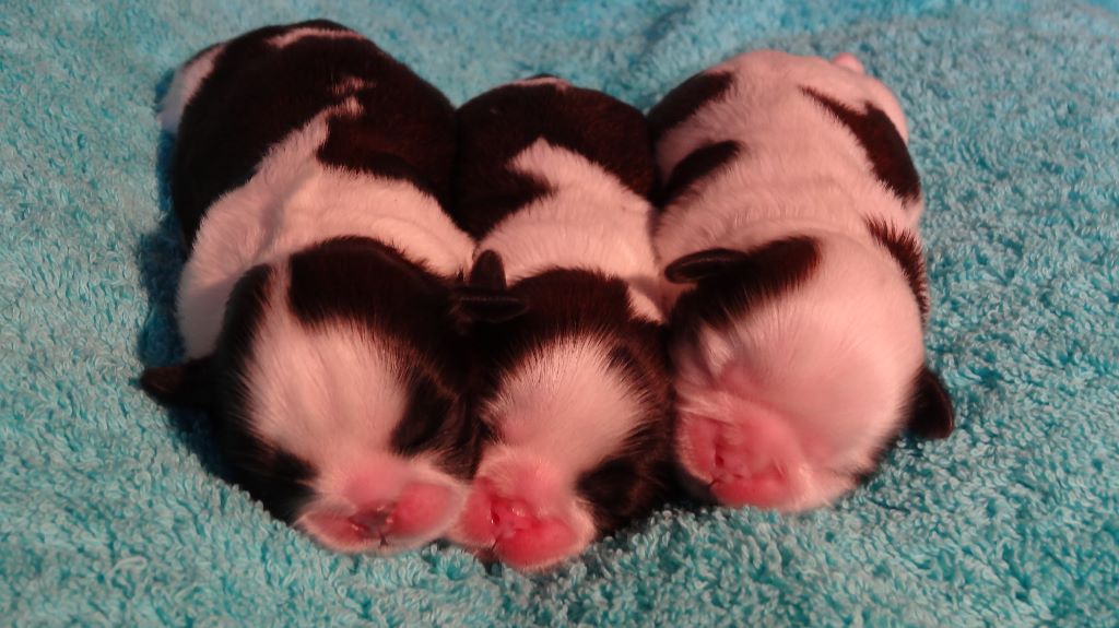 de Maidayha - Shih Tzu - Portée née le 29/03/2020