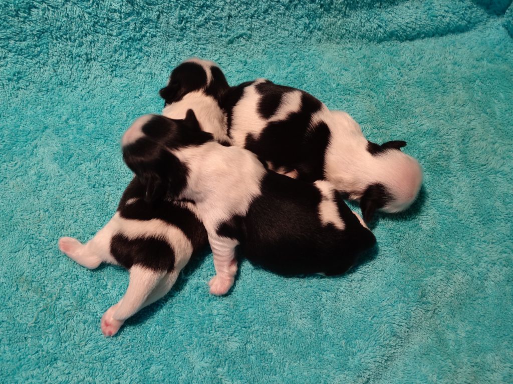 de Maidayha - Shih Tzu - Portée née le 07/03/2022