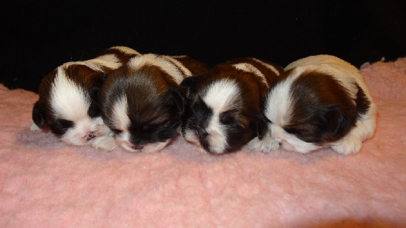 de Maidayha - Shih Tzu - Portée née le 03/01/2016