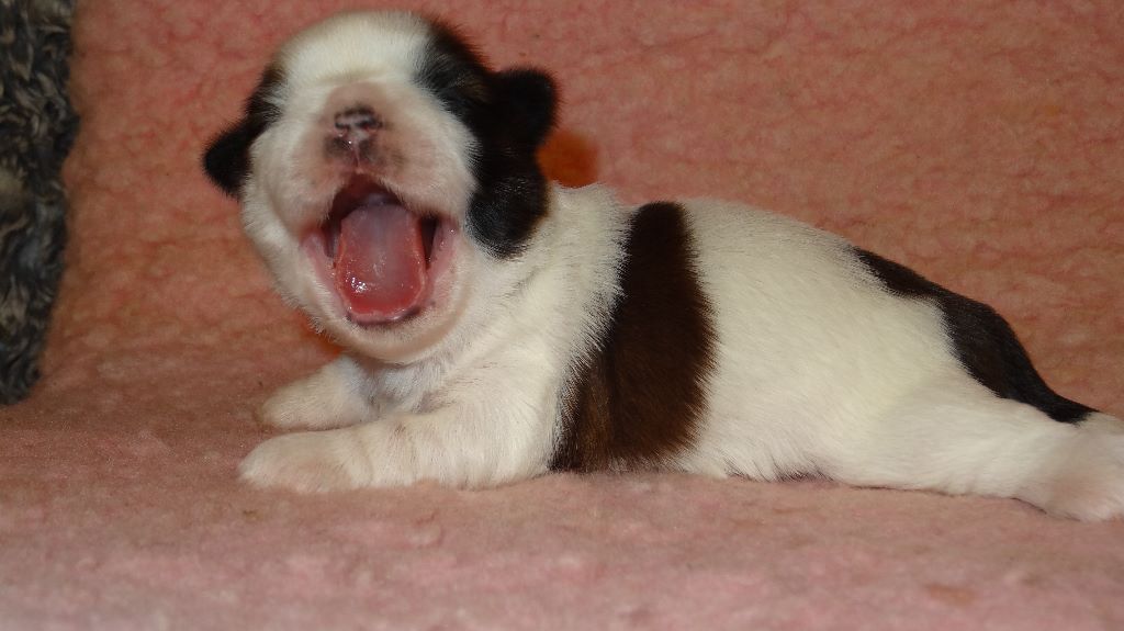 de Maidayha - Shih Tzu - Portée née le 03/04/2018