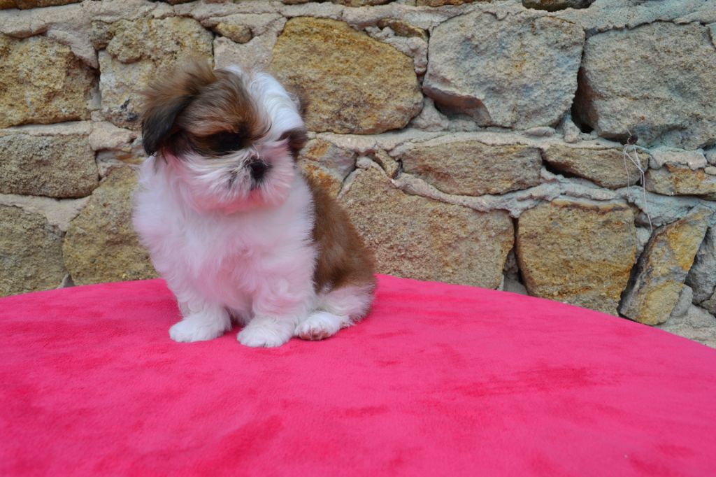 de Maidayha - Shih Tzu - Portée née le 13/03/2022