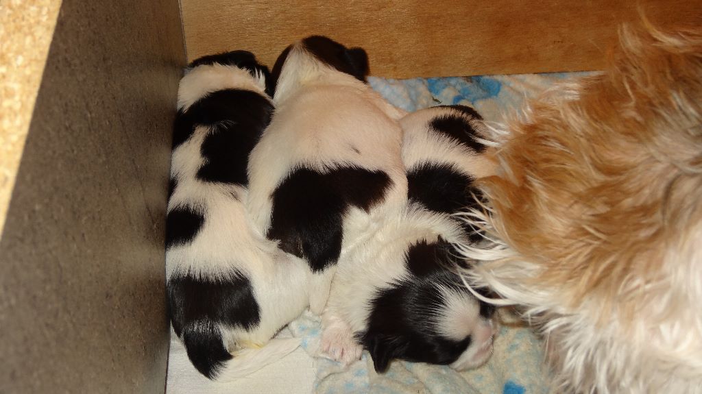 de Maidayha - Shih Tzu - Portée née le 07/03/2017