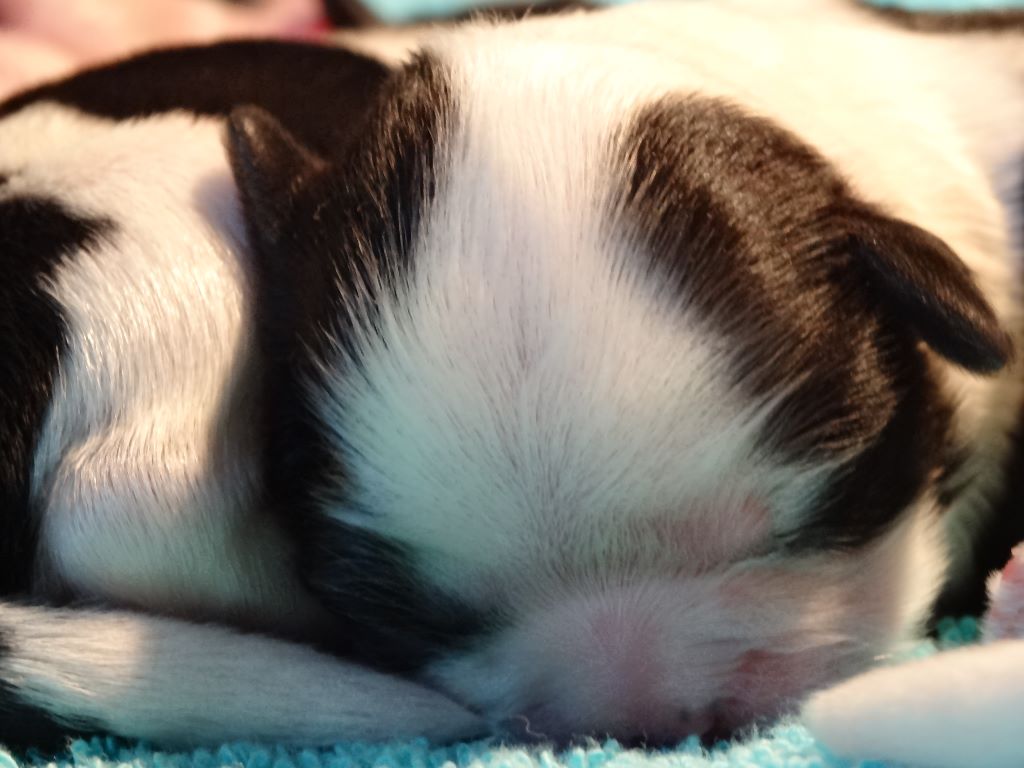 de Maidayha - Shih Tzu - Portée née le 29/12/2020