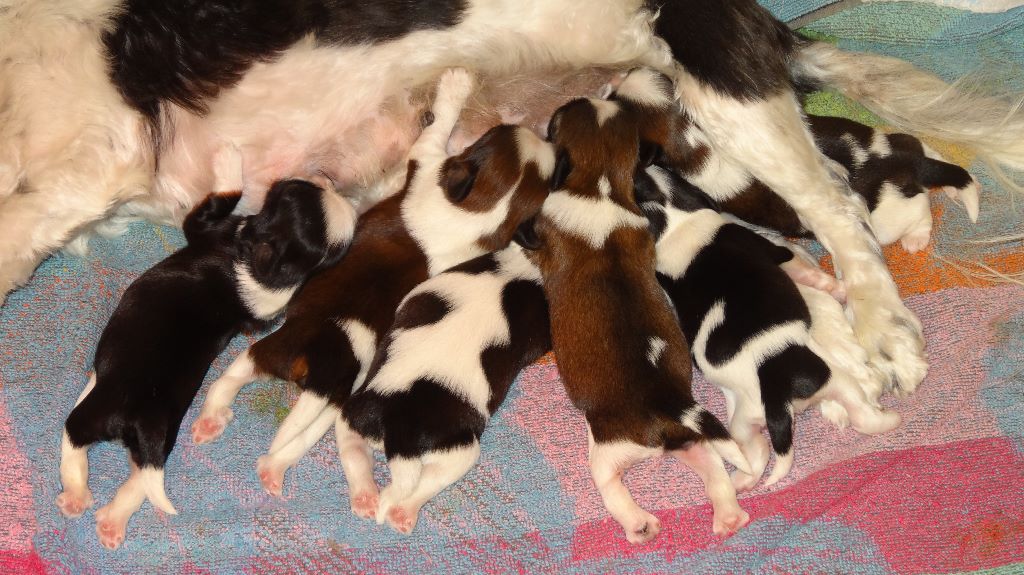 de Maidayha - Shih Tzu - Portée née le 23/05/2019