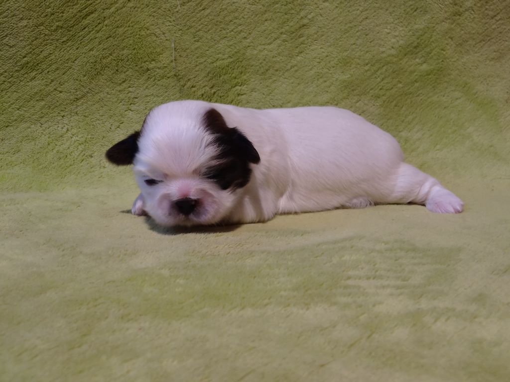 de Maidayha - Shih Tzu - Portée née le 29/01/2021