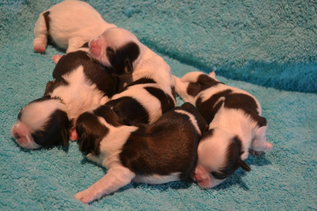 de Maidayha - Shih Tzu - Portée née le 19/07/2023
