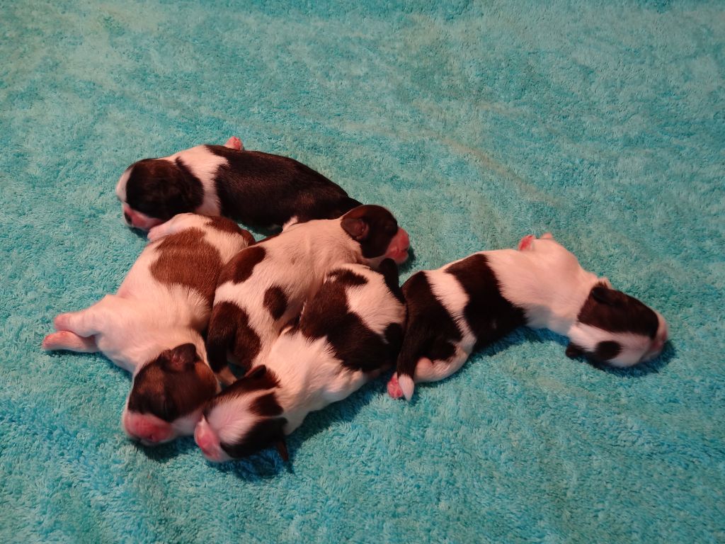de Maidayha - Shih Tzu - Portée née le 07/07/2021