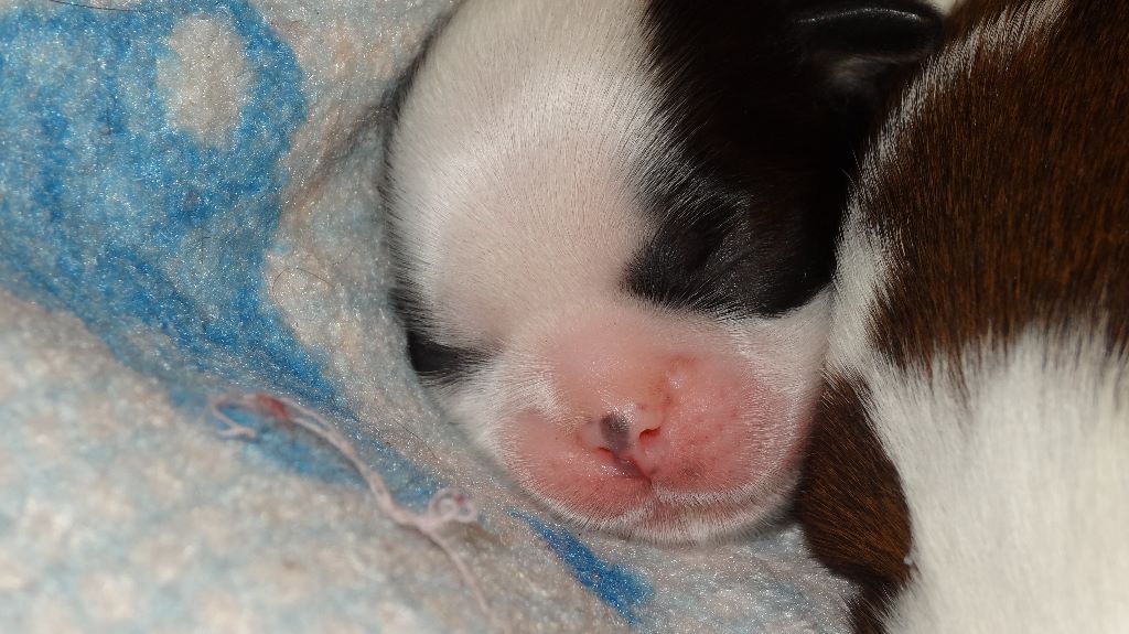 de Maidayha - Shih Tzu - Portée née le 28/02/2019