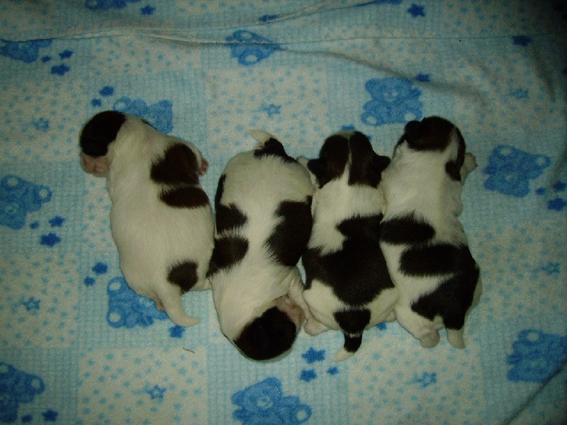de Maidayha - Shih Tzu - Portée née le 01/07/2011