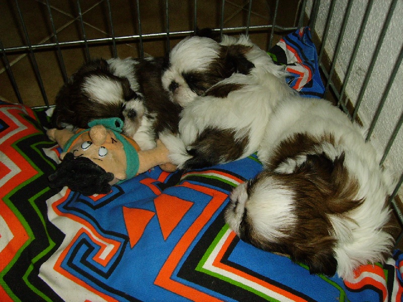 de Maidayha - Shih Tzu - Portée née le 05/10/2009
