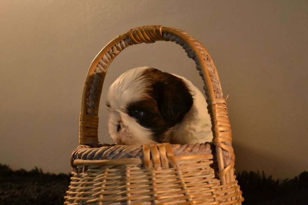 de Maidayha - Shih Tzu - Portée née le 20/05/2024